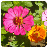 org.ne.da.bagh.manzel