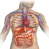 com.barati.anatomitanehacland