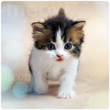 cat.mgh.app