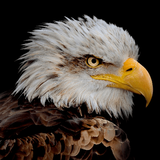 com.example.iranbirds