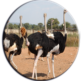 ir.arzanikamran.shotormorg