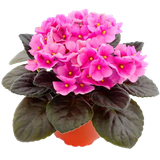 com.saintpaulia.youtab
