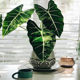 com.ornamental.plant.guide.alocasia.lg