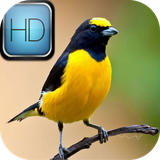 com.azamsoft_Harmonia_dos_passaros