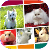 han.heyvanatahlivajanevarankhanegi