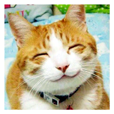 com.rantaz.sgfunnyanimals