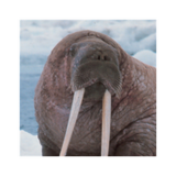 org.jfedor.morsecode