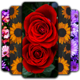 com.flowers.wallpaper.colorful.rose.hdwallpaper.spring.flower.beautiful.backgrounds