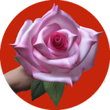 com.ahmad_ht.golsaze