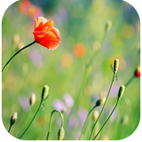 com.livewallpapersltd.naturelivewallpapers