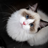 com.ragdoll.wallpaper.cute.cat.wallpapers.kittens.backgrounds.offline