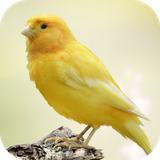 com.andromo.dev230101.app214426