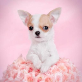 com.myapp.Chihuahua.Dog.WallpapersHd