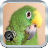 com.m.sonidosdeloros