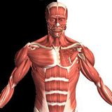 anatomy.muscles.bones.mya