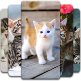 com.Cute.Kitten.Wallpaper.cat.background