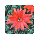 com.hd.cactuswallpaper.cactus.flowers.tree.wallpapers