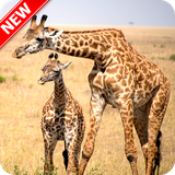 com.andromo.dev680484.app699291