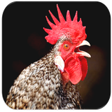 com.eliaswilliam.roostersounds