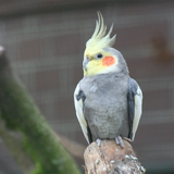 hhhh.ghanari.aroos.holandi