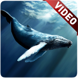 com.moyleg.bluewhale