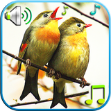 com.niceringtonesapps.birds