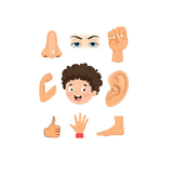 com.bhavyapp.kids_human_body_parts_learning