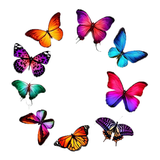 mhn.butterfly