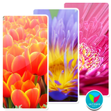 com.intarasoft.hdwallpaper