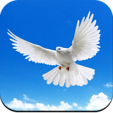 com.pigeonwallpaper.pigeonimages.pigeonbackgrounds.birdwallpaper