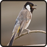 com.hantoroApp.kicauburugkutilangterbaru