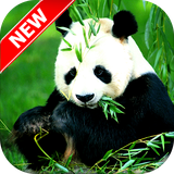 com.freewallpapers.panda