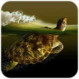 com.hd.turtlewallpaper.seaturtle.blackground.images.wallpaper