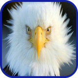 com.app3dwallpaperhd.eaglewallpaperhd