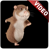 com.moyleg.hamster
