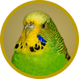 ir.parvaresh.morrghe.eshgh.d