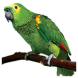 faoz.parrot