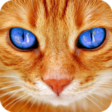 com.cat.kitten.wallpaper