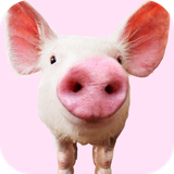com.andromo.dev230101.app279729