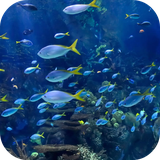 aquarium4k.etlwallpaper.com