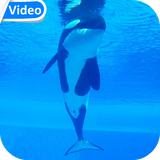 orcawhalevideo.hdvt.com