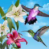 pl.infinzmedia.birdsfree