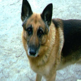 air.com.aycsoftware.animals