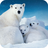 com.polarbear.snow.bear.wallpapers