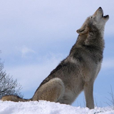 apps.infinite.wolfhowlsound