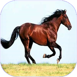 folad.asb