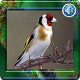 com.appybuilder.pupas1991.jilguero