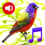 com.mygoodtonesinc.birds