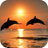 amazingdolphins.ihs.com