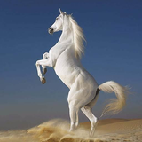 com.myapp.White.Horse.HdWallpapers